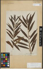 Foto von Salix purpurea L. x Salix viminalis L.